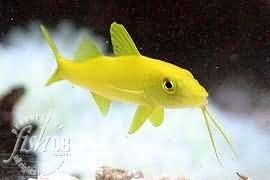 Yellow goatfish FishDB Yellow Goatfish