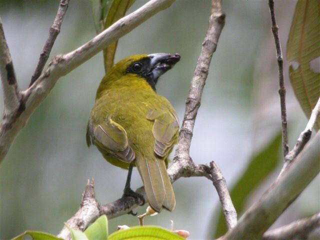 Yellow-green grosbeak Mangoverde World Bird Guide Photo Page Yellowgreen Grosbeak