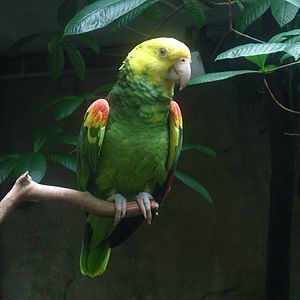 Yellow-headed amazon httpsuploadwikimediaorgwikipediacommonsthu