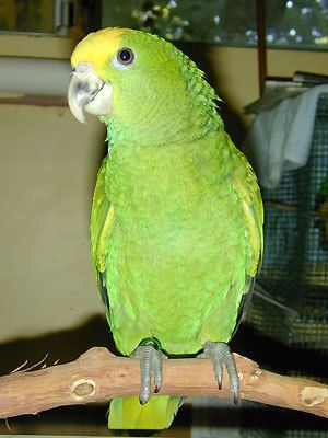 Yellow-headed amazon Double YellowHeaded Amazon Parrot