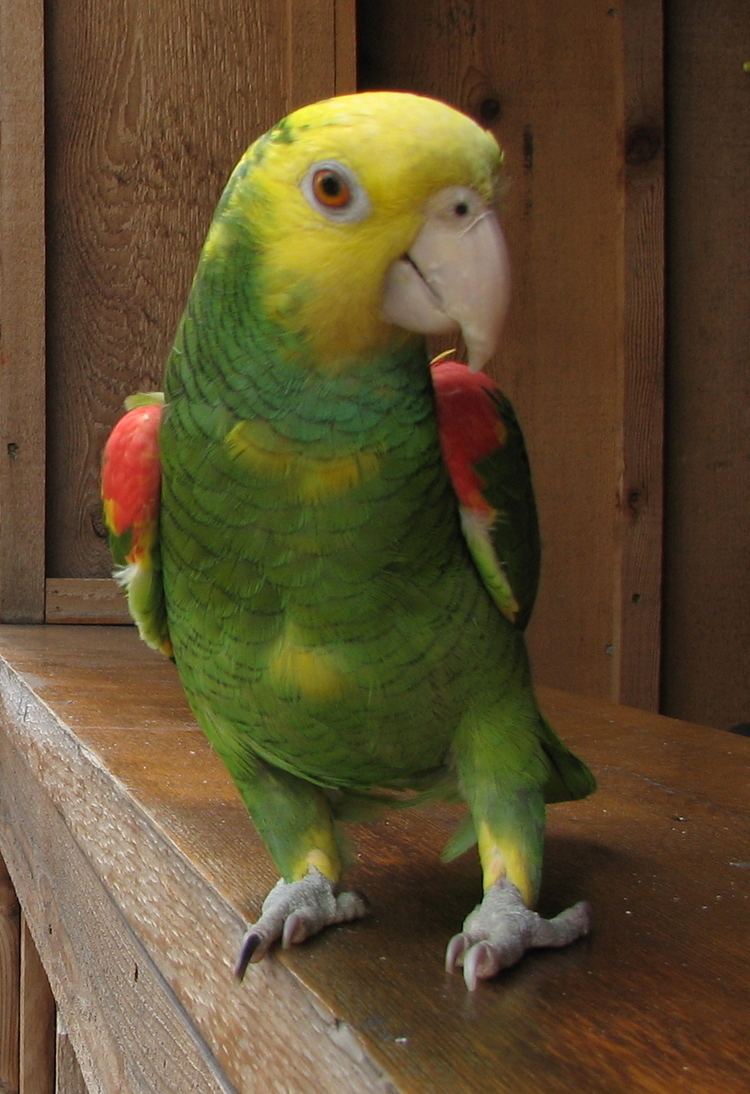 Yellow-headed amazon FileYellowheaded Amazon Amazona oratrix on wooden shelfjpg