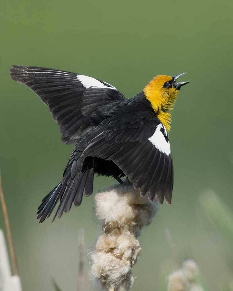 Yellow headed blackbird - Alchetron, the free social encyclopedia