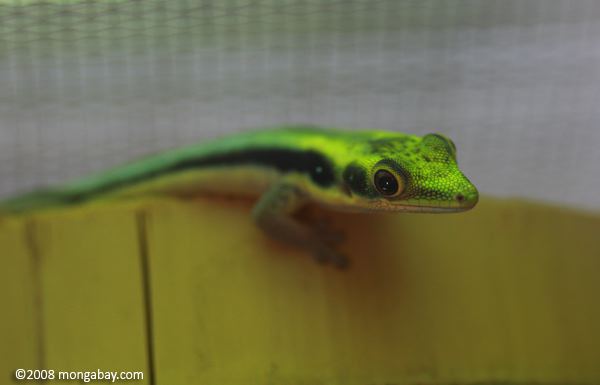 Yellow-headed day gecko Klemmers Yellowheaded Day Gecko Phelsuma klemmeri