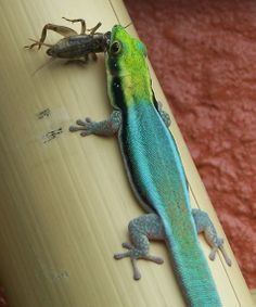 Yellow-headed day gecko yellow headed day geckos Klemmers Yellowheaded Day Gecko