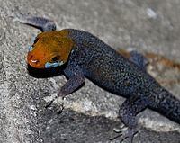 Yellow-headed gecko httpsuploadwikimediaorgwikipediacommonsthu