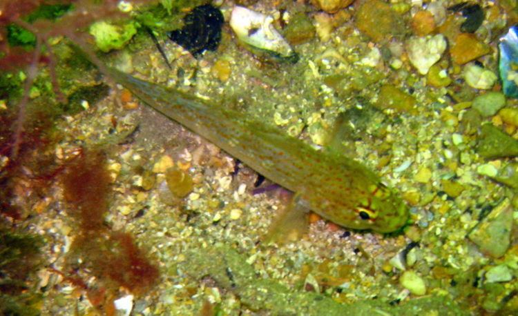 Yellow-headed goby