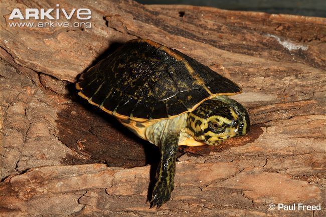 Yellow-headed temple turtle Yellowheaded temple turtle videos photos and facts Heosemys