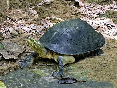 Yellow-headed temple turtle Yellowheaded Temple Turtle Heosemys annandalii