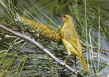 Yellow honeyeater Yellow Honeyeater Australian Birds photographs by Graeme Chapman