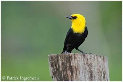 Yellow-hooded blackbird Yellowhooded Blackbird