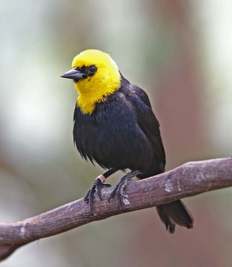 Yellow-hooded blackbird wwwnejohnstonorgbirds201208ImagesIMG6201jpg