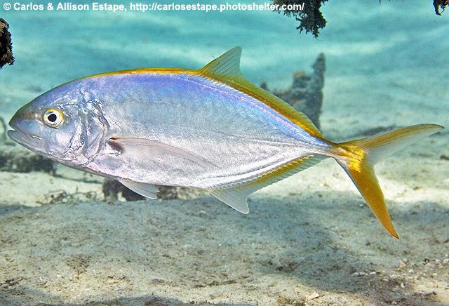 Yellow jack Shorefishes Image Contributors
