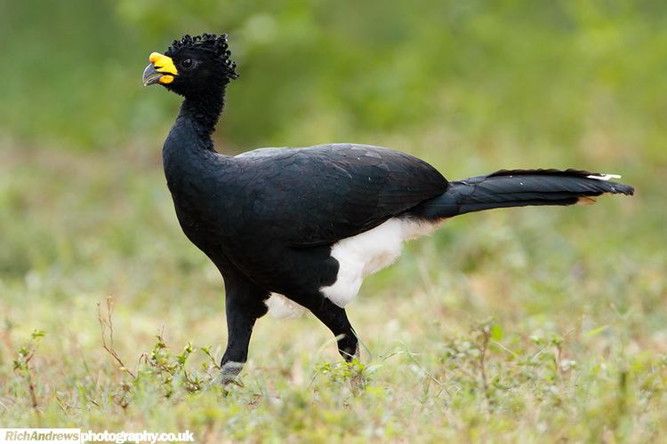 Yellow-knobbed curassow Pinterest The worlds catalog of ideas