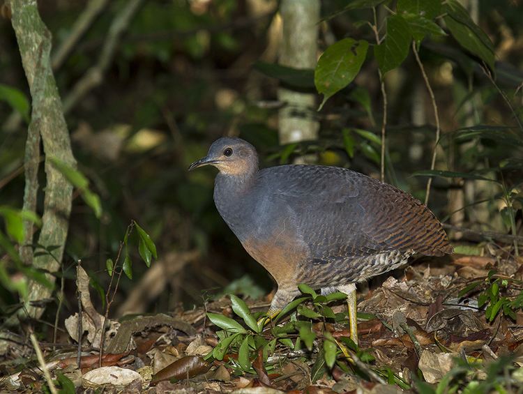 Yellow-legged tinamou httpssmediacacheak0pinimgcomoriginals22