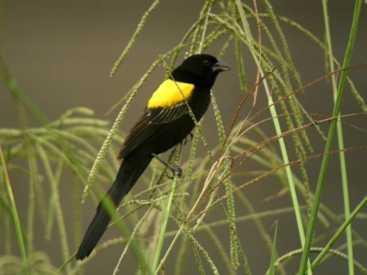 Yellow-mantled widowbird wwwoiseauxnetphotosguillaumepassavyimageseu