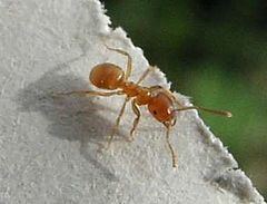 Yellow meadow ant Yellow meadow ant Wikipedia