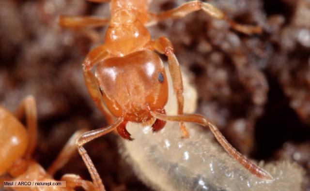 Yellow meadow ant BBC Nature Yellow meadow ant videos news and facts