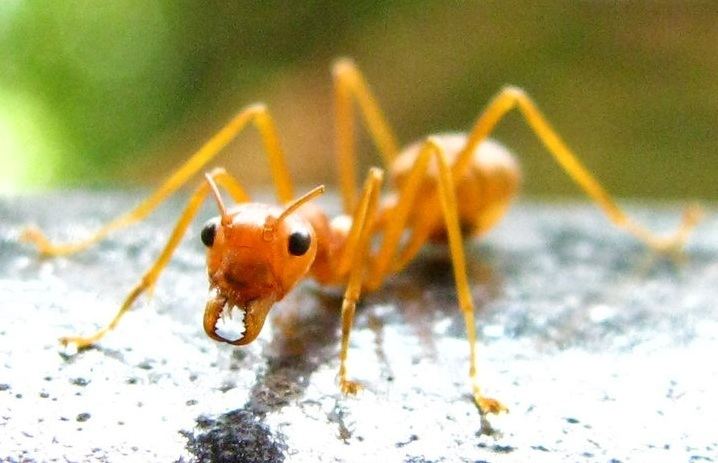 Yellow meadow ant Lasius flavus the yellow meadow ant hariaqlanza