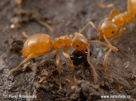 Yellow meadow ant Yellow meadow Ant Pictures Yellow meadow Ant Images NaturePhoto