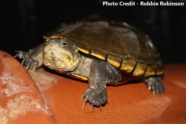 Yellow mud turtle - Alchetron, The Free Social Encyclopedia