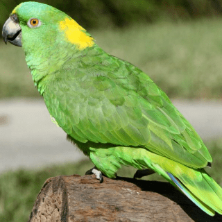 Yellow-naped amazon Yellownaped Amazon World Parrot Trust