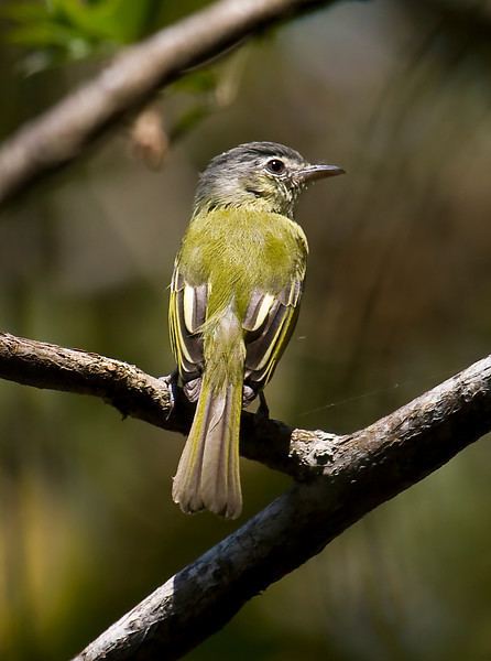Yellow-olive flatbill Sapayoa Ecuador Bird Photos Photo Keywords YELLOWOLIVE FLATBILL