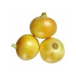 Yellow onion Yellow Onion Yellow Payaz Suppliers Wholesalers Traders Exporters