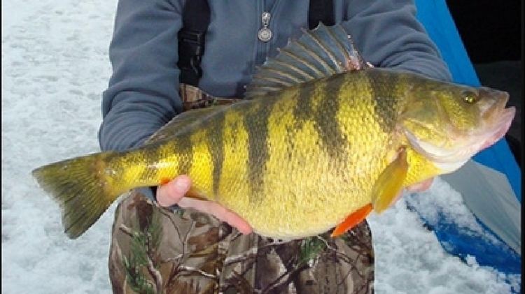 Lake Erie Yellow Perch - The Western Basin and Yellow Perch Forage