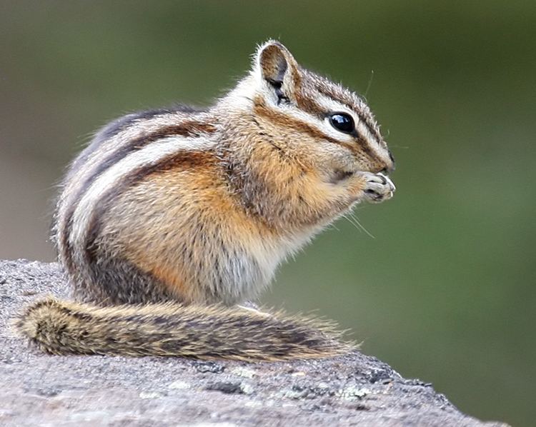 Yellow-pine chipmunk m3ipbasecomo67069407011443334531e0jAC7CI