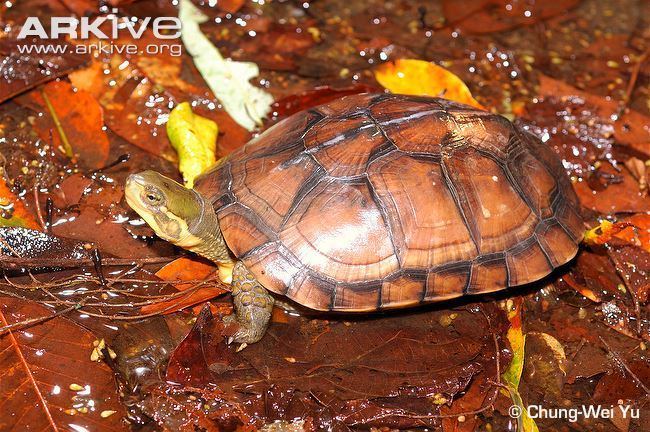 Yellow pond turtle Asian yellow pond turtle photo Mauremys mutica G109456 ARKive
