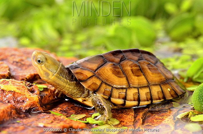 Yellow pond turtle Minden Pictures stock photos Yellow Pond Turtle Mauremys mutica