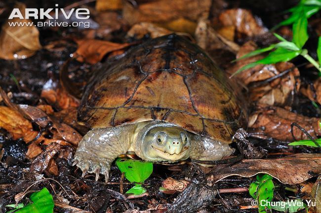 Yellow pond turtle Asian yellow pond turtle videos photos and facts Mauremys mutica
