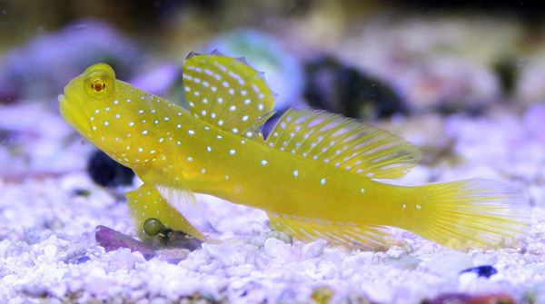 Yellow prawn-goby The Hardy Colorful NanoFriendly Yellow Watchman Goby