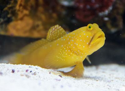 Yellow prawn-goby The Hardy Colorful NanoFriendly Yellow Watchman Goby