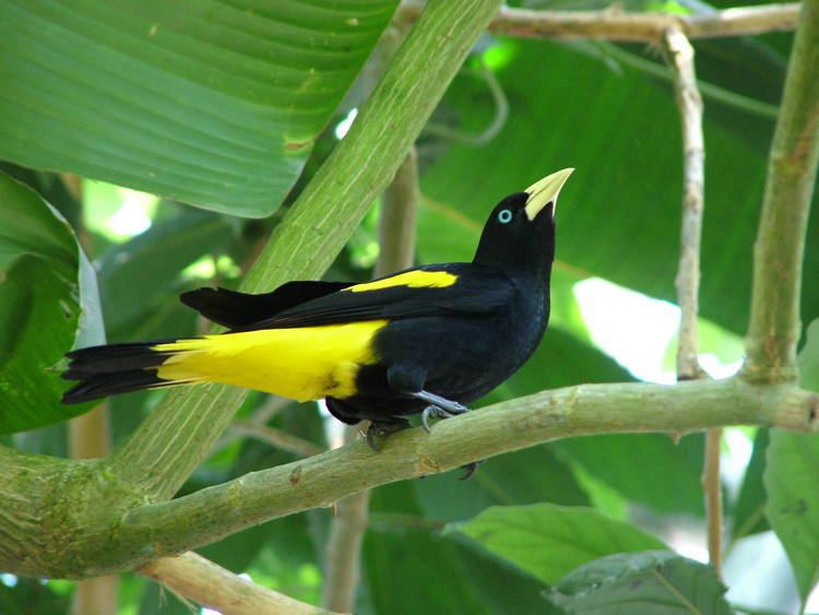 Yellow-rumped cacique Yellowrumped Cacique at Zlin 280510 ZooChat