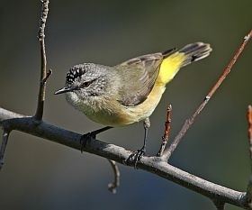 Yellow-rumped thornbill birdlifeorgauimagessizedimagesuploadsbirdp