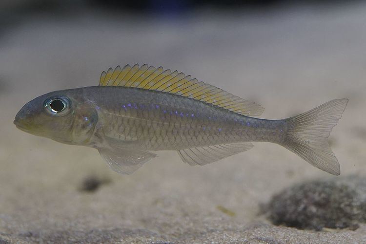 Yellow sand cichlid