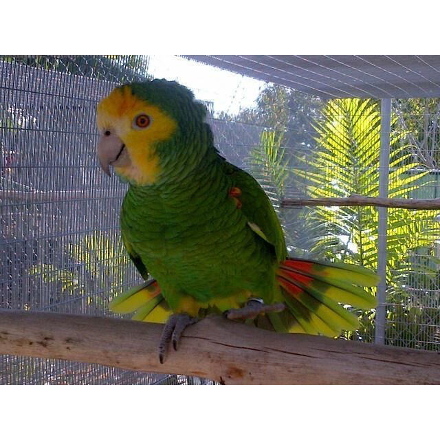 Yellow-shouldered amazon Bonaire Yellow Shouldered Amazon Green Parrot Superstore