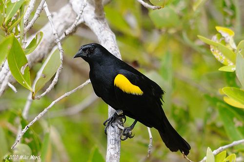 Yellow-shouldered blackbird Yellowshouldered Blackbird Agelaius xanthomus NatureWatch NZ