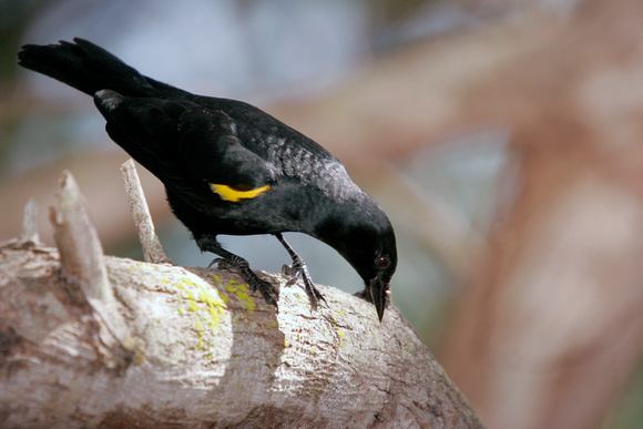 Yellow-shouldered blackbird Puerto Rico Wildlife Alfredo Coln Yellowshouldered Blackbird