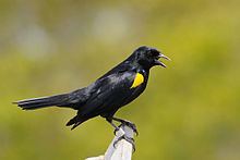 Yellow-shouldered blackbird httpsuploadwikimediaorgwikipediacommonsthu