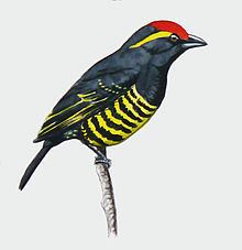 Yellow-spotted barbet httpsuploadwikimediaorgwikipediacommonsthu
