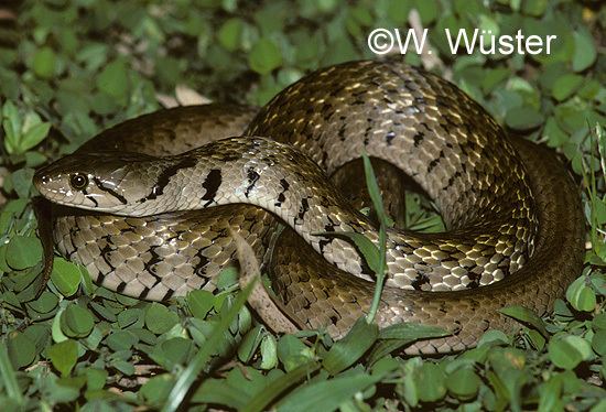 Yellow-spotted keelback CalPhotos Xenochrophis flavipunctatus Yellowspotted Keelback