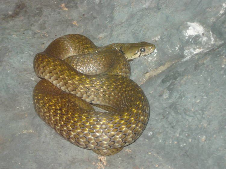 Yellow-spotted keelback Yellowspotted Keelback Xenochrophis flavipunctatus ZooChat