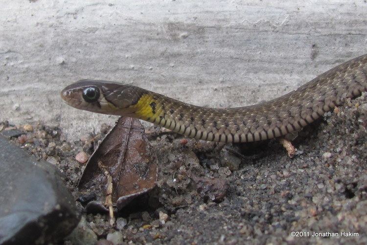 Yellow-spotted keelback Yellowspotted Keelback Reptiles and Amphibians of Bangkok