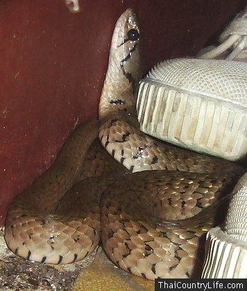 Yellow-spotted keelback Yellow Spotted Keelback Venomous Not Dangerous Thailand Snakes