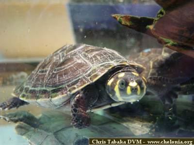 Yellow spotted river turtle - Alchetron, the free social encyclopedia