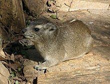 Yellow-spotted rock hyrax httpsuploadwikimediaorgwikipediacommonsthu