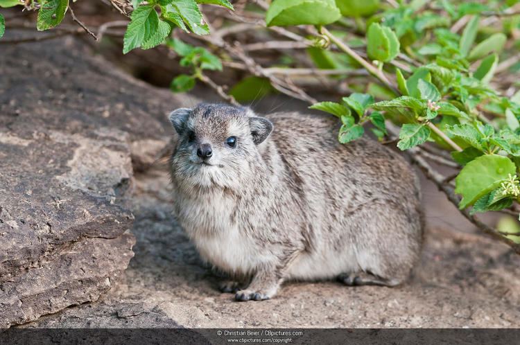 Yellow-spotted rock hyrax PhotoPicture Yellowspotted rock hyrax Heterohyrax brucei resting