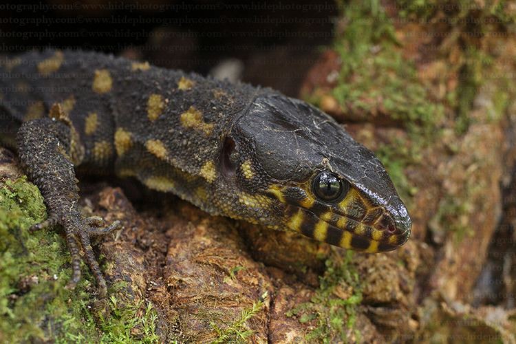 Yellow-spotted tropical night lizard Reptile Facts reptilesrevolution Lepidophyma